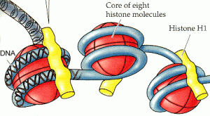 nucleosome