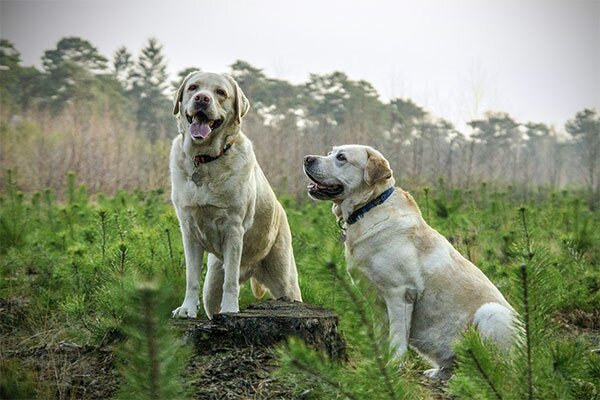 Best-DNA-Testing-kit-for-dog