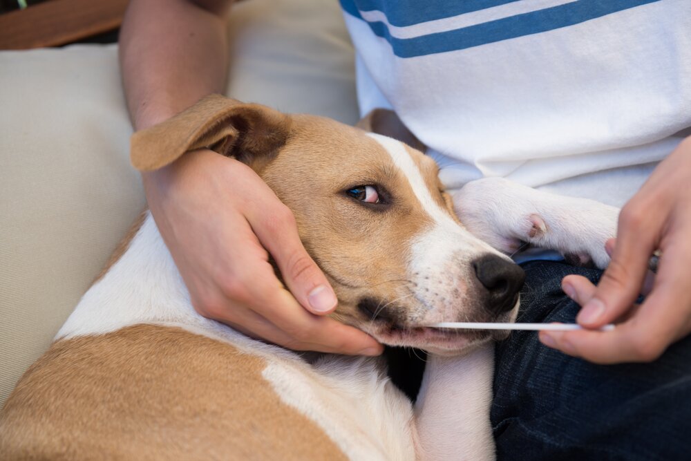 dog taking a swab test